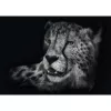 Ashley Rader: Speed - Gepard, Im Zeichen der Anmut, Puzzle 1000 dielikov