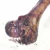 PETMEX šunková kosť - žuvacia maškrta pre psov - 1 ks