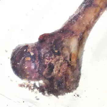 PETMEX šunková kosť - žuvacia maškrta pre psov - 1 ks