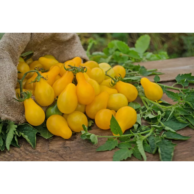 Cherry paradajka Perun Toraf semená zeleniny, 0,5 g balenie