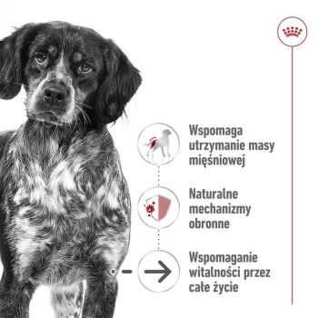 ROYAL CANIN SHN Medium Ageing konzerva 410 g