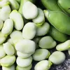 PNOS bôb Jankiel White semená, 50 g