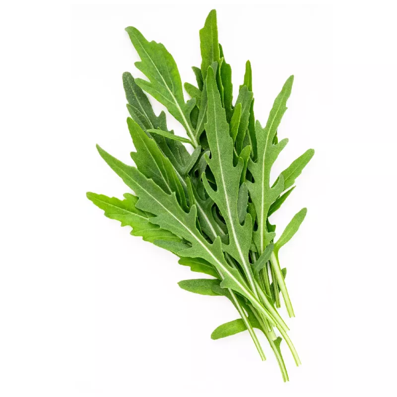 PNOS rukola Eruca sativa semená na páse, 6 m