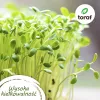 Toraf sada semien paradajok Eden – 8 balení