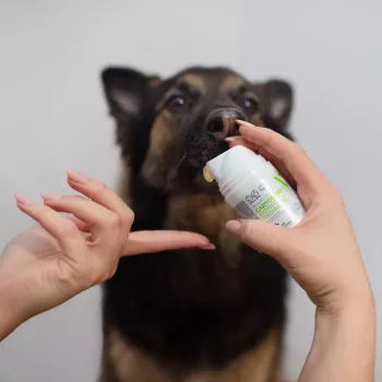 Zubná pasta pre psov VETEXPERT Caryodent Enzymatic 50 ml — veterinárna ústna hygiena, 50 g, bez cukru, bez lepku