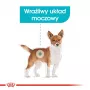 Royal Canin Mini Urinary Care CCN suché krmivo pre psy, 3 kg