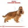 Royal Canin Cocker Adult suché krmivo pre psov, 12 kg