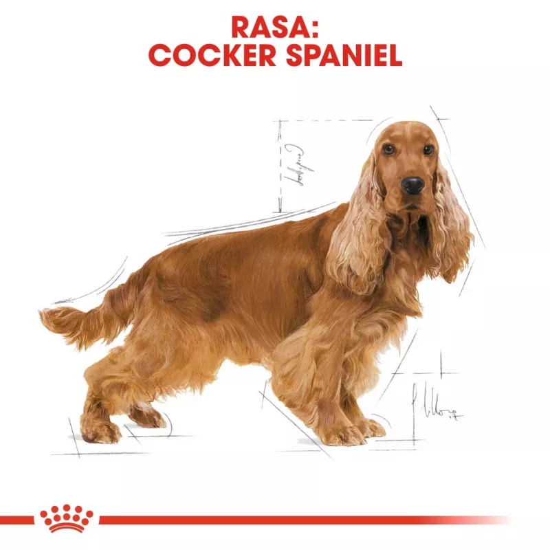 Royal Canin Cocker Adult suché krmivo pre psov, 12 kg