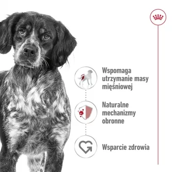 ROYAL CANIN SHN Medium Adult konzerva 410 g