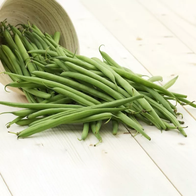 Nomad Green Dwarf fazuľové semená, 50g - zeleninové semená