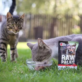 VetExpert Raw Paleo Adult Cat Sterilised mokré krmivo pre mačky s hovädzím, 100 g