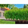 Gardena Micro-Drip-System kvapkovacie potrubie, 1,6 l/h, 50 m (13504-20)