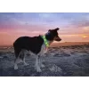 LED obojok Anicoll zelený pre psy a mačky model nabíjateľné osvetlenie