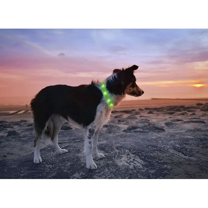 LED obojok Anicoll zelený pre psy a mačky model nabíjateľné osvetlenie