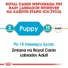 ROYAL CANIN SHN Breed Labrador Junior suché krmivo pre psy - 12 kg