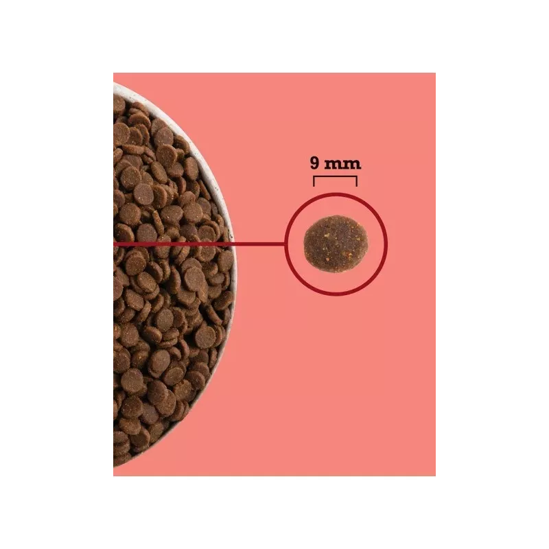 ACANA Highest Protein Indoor Cat - suché krmivo pre mačky - 1,8kg