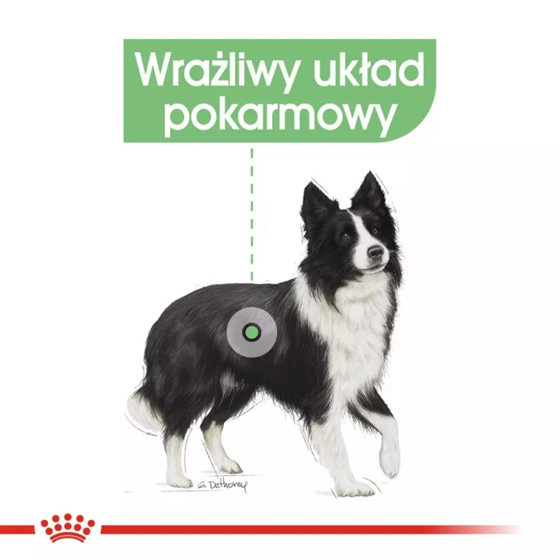 ROYAL CANIN CCN Medium Digestive Care - suché krmivo pre psov - 3 kg
