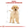 ROYAL CANIN SHN Breed Labrador Junior suché krmivo pre psy - 12 kg