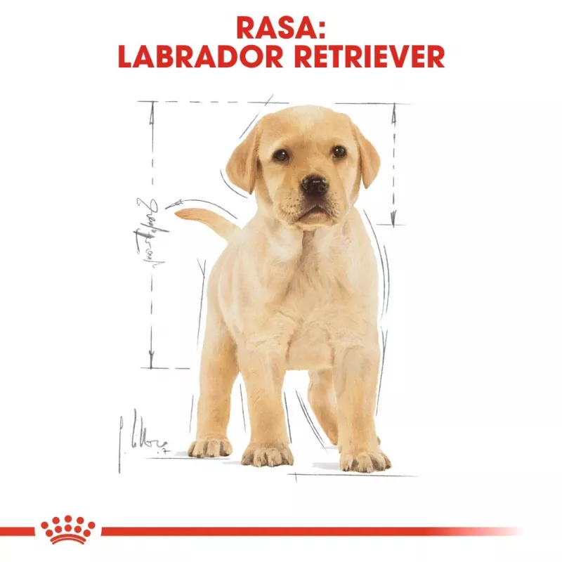 ROYAL CANIN SHN Breed Labrador Junior suché krmivo pre psy - 12 kg