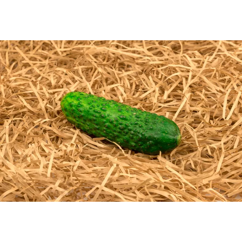 Uhorka Hela F1 Toraf semená zeleniny, 5 g balenie