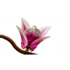 LEGO BOTANICALS 11510 Vetvy magnólie