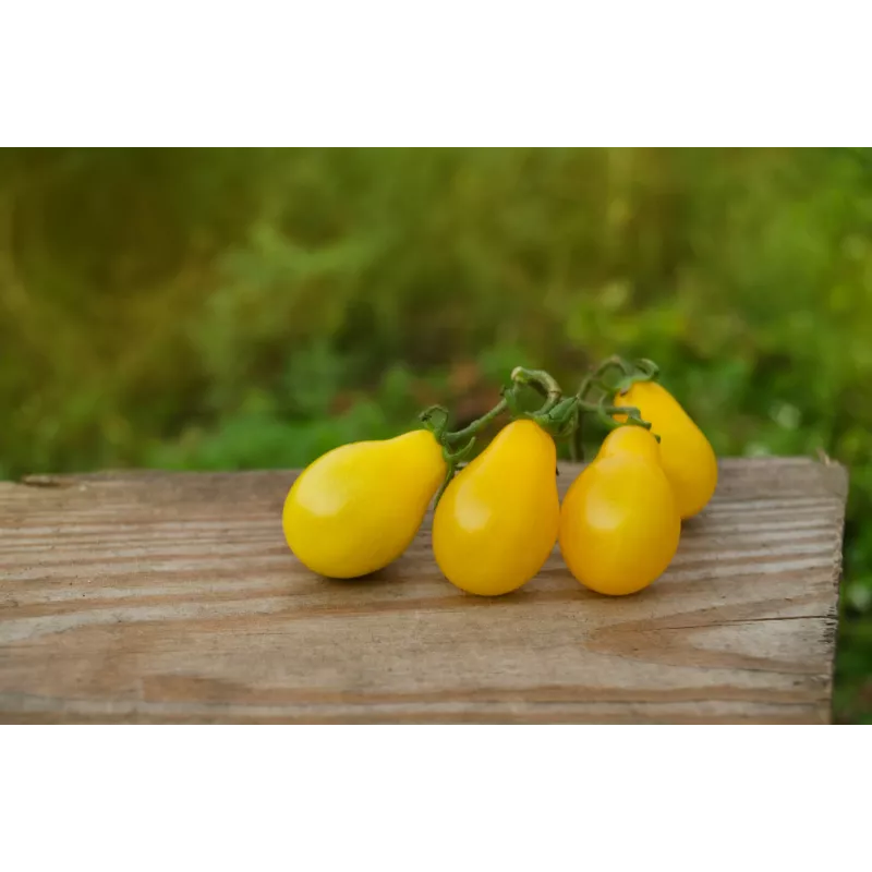 Cherry paradajka Perun Toraf semená zeleniny, 0,5 g balenie