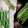 Nomad Green Dwarf fazuľové semená, 50g - zeleninové semená
