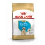 ROYAL CANIN SHN Breed Labrador Junior suché krmivo pre psy - 12 kg
