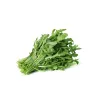 PNOS rukola Eruca sativa semená na páse, 6 m