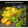 Hisense 55 inch S7NQTUK Canvas TV s Freely & ArtMode
