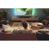 Soundbar reproduktor Philips TAB5309/10 120 W