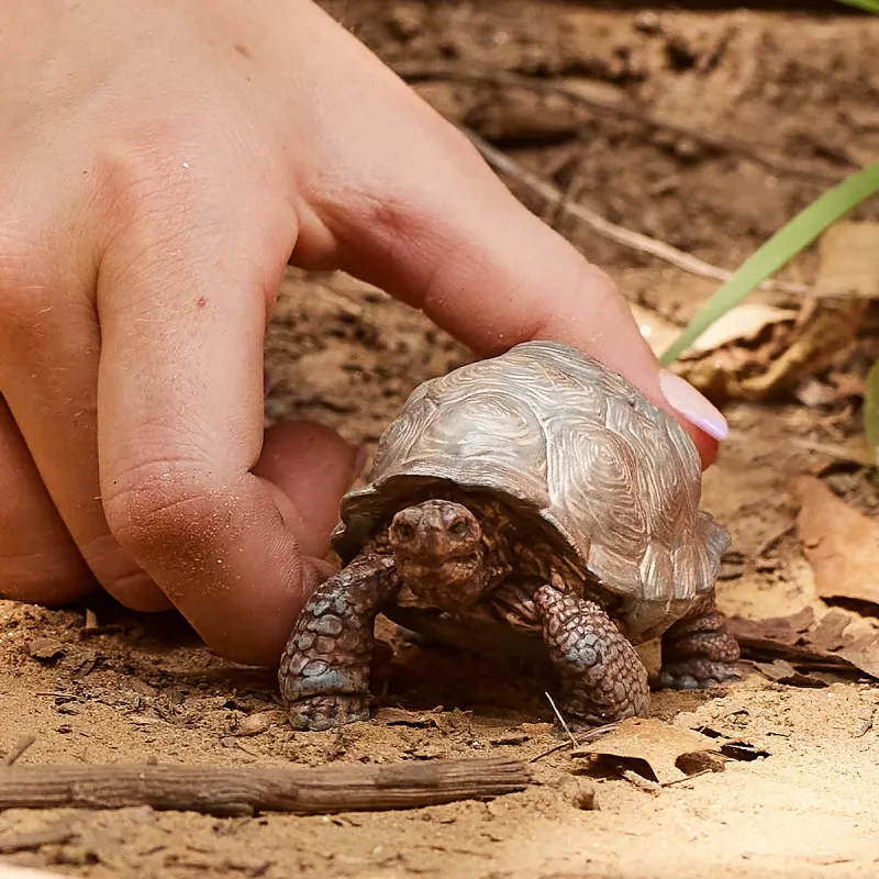 Figúrka, Schleich, WILD LIFE obrovská korytnačka