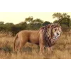 Schleich WILD LIFE revúci lev viacfarebný plast od 3 rokov