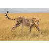 Figúrka Schleich WILD LIFE gepard samica 14746