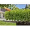 Zavlažovací systém Gardena 13500-20