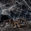 schleich Harry Potter Aragog, 6 rokov, magické bytosti, čierna, hnedá, biela, plast