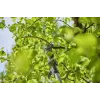 Elektrické nožnice na konáre Gardena 14774-20 2,8 cm 18 V lithium-ión čierna strieborná