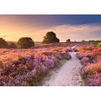 Puzzle Ravensburger Pink Pathway Holandsko, 1000 dielikov, 700×? mm, 2 mm hrúbka