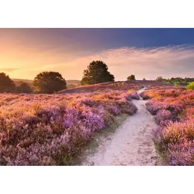 Puzzle Ravensburger Pink Pathway Holandsko, 1000 dielikov, 700×? mm, 2 mm hrúbka