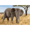 schleich WILD LIFE africký slon, samica, 3 rok(ov), safari, divé zvieratá / dobrodružná hračka, viacfarebná, plast, 1 ks