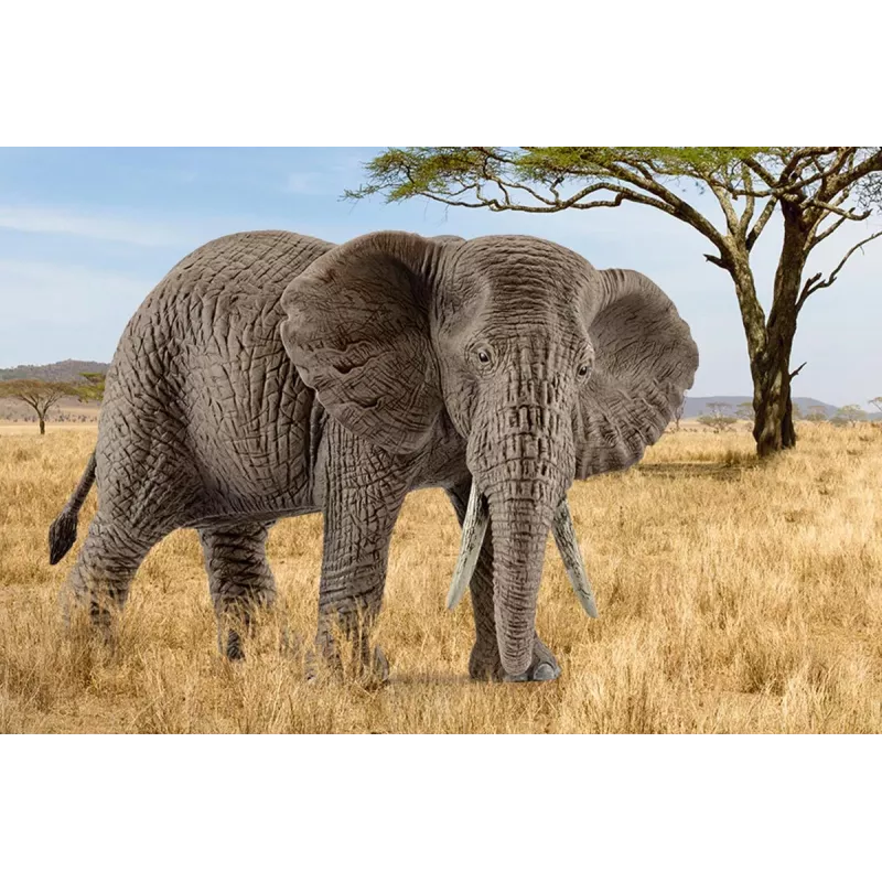 schleich WILD LIFE africký slon, samica, 3 rok(ov), safari, divé zvieratá / dobrodružná hračka, viacfarebná, plast, 1 ks