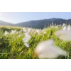 Canon Wide-Angle RF 24 mm F1.8 Macro IS STM objektív fotoaparátu, čierny