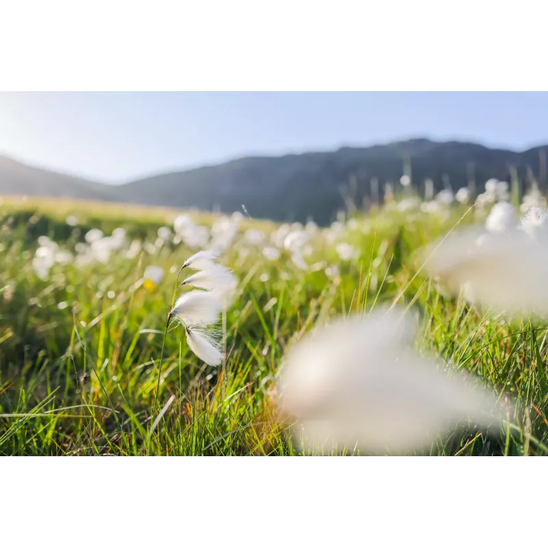 Canon Wide-Angle RF 24 mm F1.8 Macro IS STM objektív fotoaparátu, čierny