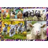 Puzzle TREFL Funny — 4 x 250 dielov, tematická sada pre deti