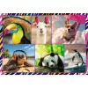 Puzzle TREFL Funny — 4 x 250 dielov, tematická sada pre deti