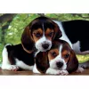Clementoni High Quality Collection Close Together Puzzle 500 ks zvieratá