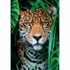 Clementoni High Quality Collection Jaguar im Dschungel Puzzle 500 dielikov zvieratá