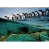 Clementoni Pinguine Puzzle 1000 ks zvieratá