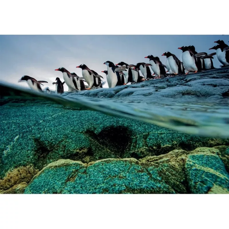 Clementoni Pinguine Puzzle 1000 ks zvieratá