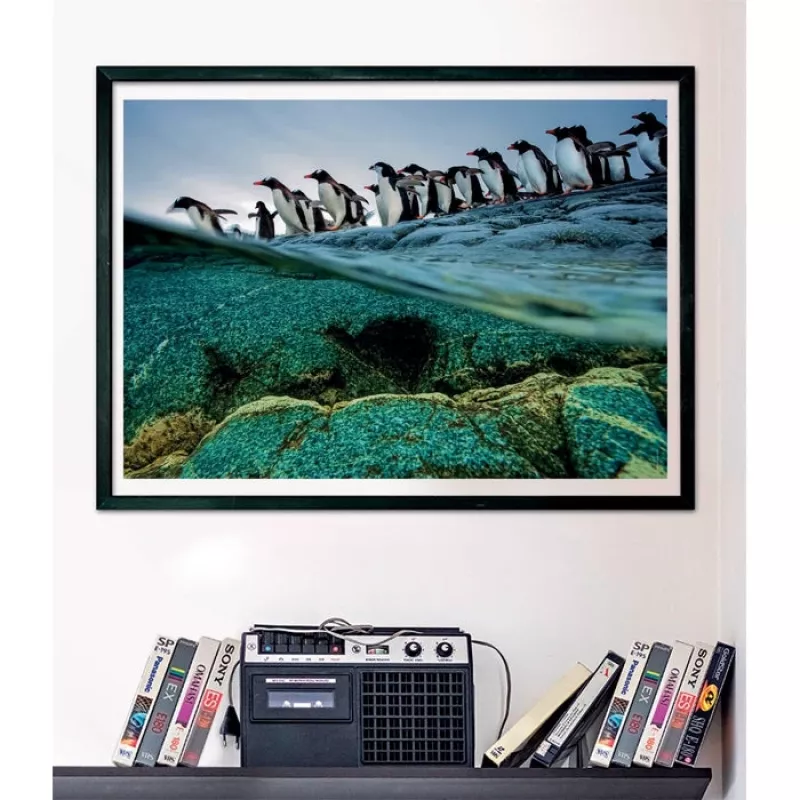 Clementoni Pinguine Puzzle 1000 ks zvieratá